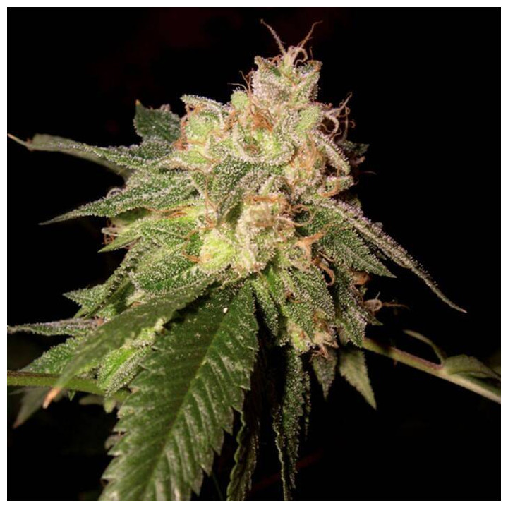 OG Kush (DNA Genetics)