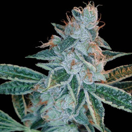 Skywalker Kush (DNA Genetics)