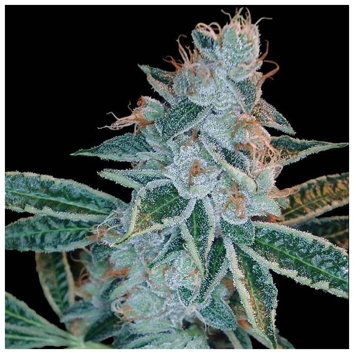 Skywalker Kush (DNA Genetics)