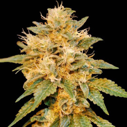 Snowland (DNA Genetics)