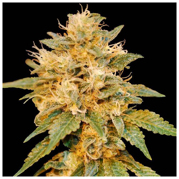 Snowland (DNA Genetics)