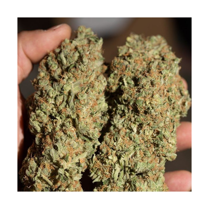 Critical + (Dinafem)