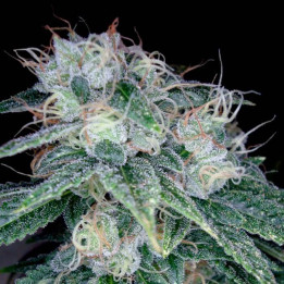 Sour Diesel (DNA Genetics)