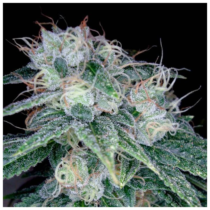 Sour Diesel (DNA Genetics)