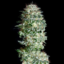 Absolute Herer (Absolute Cannabis Seeds)