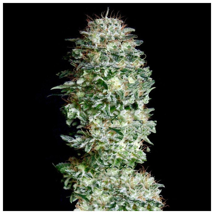 Absolute Herer (Absolute Cannabis Seeds)