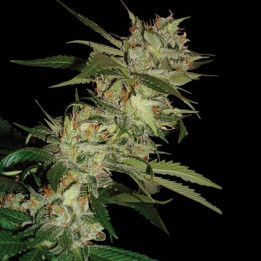 Sleestack X Skunk (DNA Genetics)