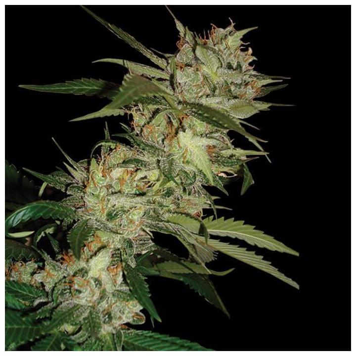 Sleestack X Skunk (DNA Genetics)