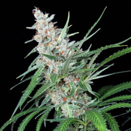 Utopía (Absolute Cannabis Seeds)