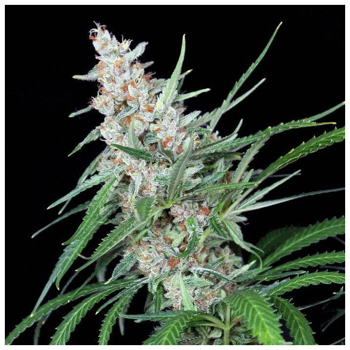 Utopía (Absolute Cannabis Seeds)