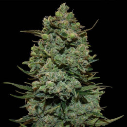 Blueberry OG (Barney´s Farm)