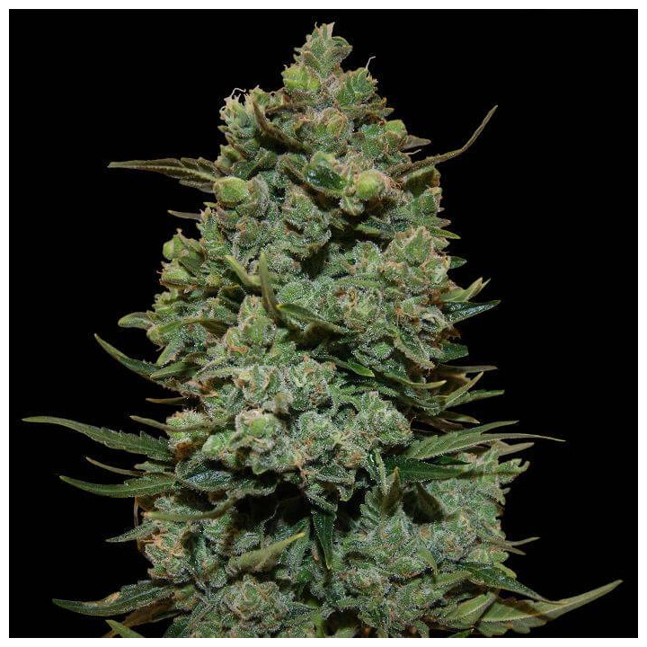 Blueberry OG (Barney´s Farm)
