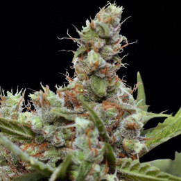 CBD Blue Shark (Barney´s Farm)