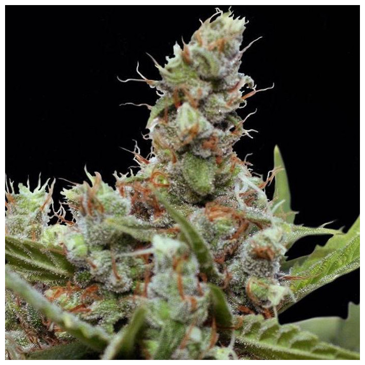 CBD Blue Shark (Barney´s Farm)