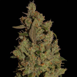 CBD Critical Cure (Barney´s Farm)