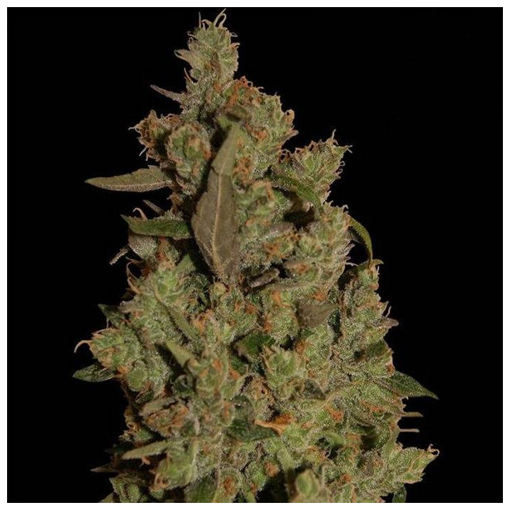 CBD Critical Cure (Barney´s Farm)