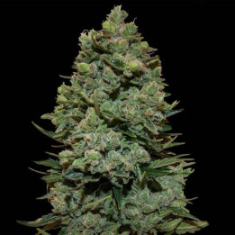 Cookies Kush (Barney´s Farm)