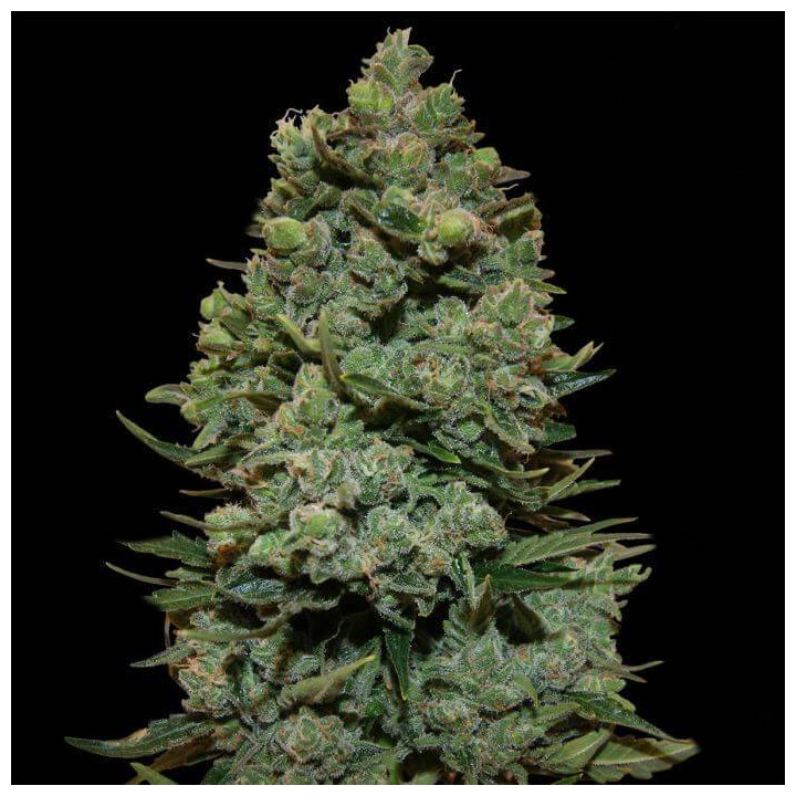 Cookies Kush (Barney´s Farm)