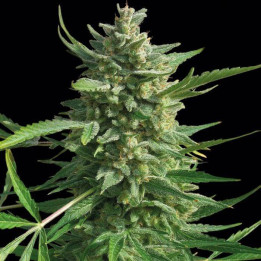 Critical Kush (Barney´s Farm)