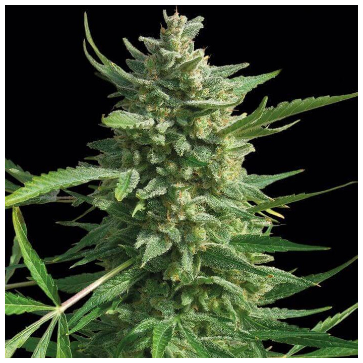 Critical Kush (Barney´s Farm)