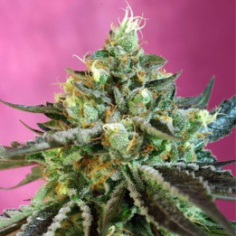 Sweet Nurse Auto CBD (Sweet Seeds)
