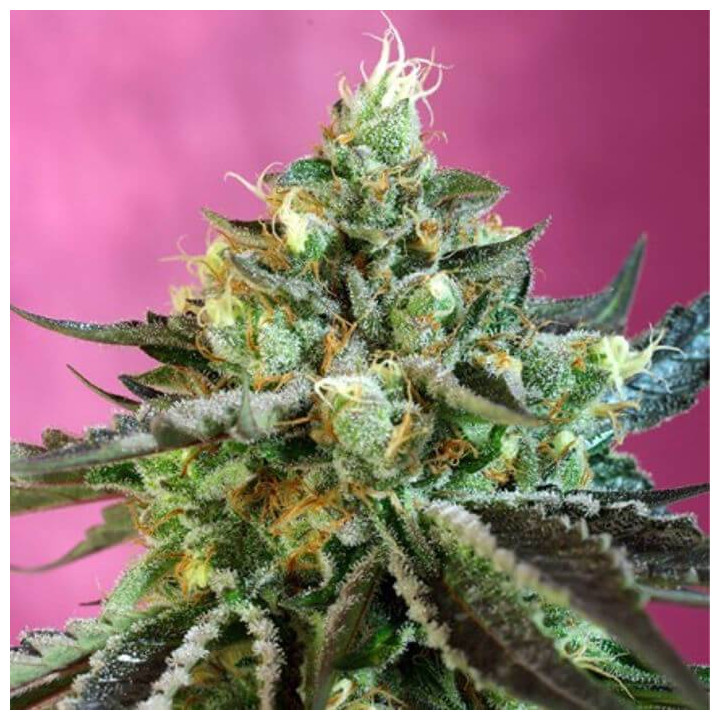 Sweet Nurse Auto CBD (Sweet Seeds)