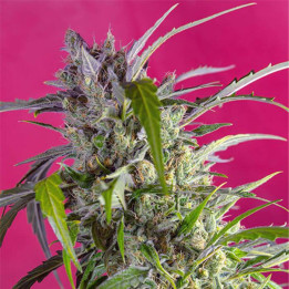 Crystal Candy Auto (Sweet Seeds)
