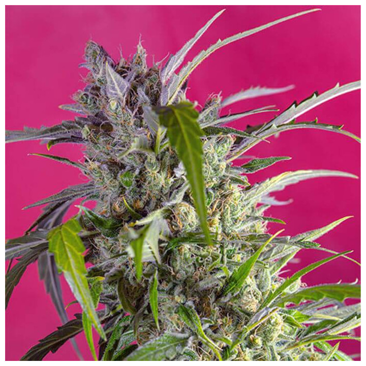 Crystal Candy Auto (Sweet Seeds)