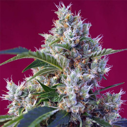 Indigo Berry Kush (Sweet Seeds)