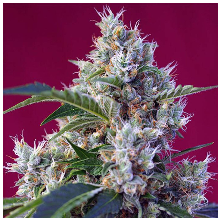 Indigo Berry Kush (Sweet Seeds)