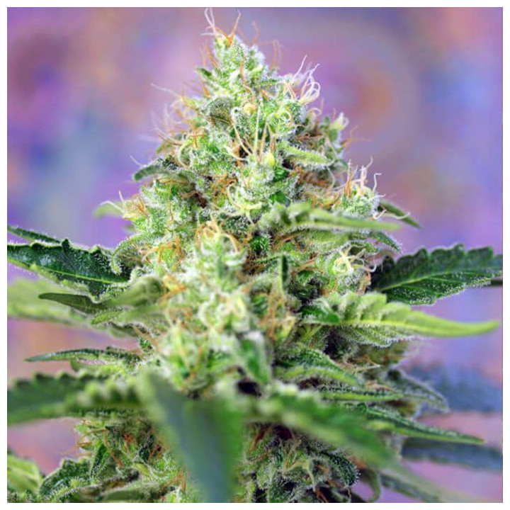 Crystal Candy (Sweet Seeds)