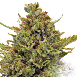 Acapulco Gold (Barney´s Farm)