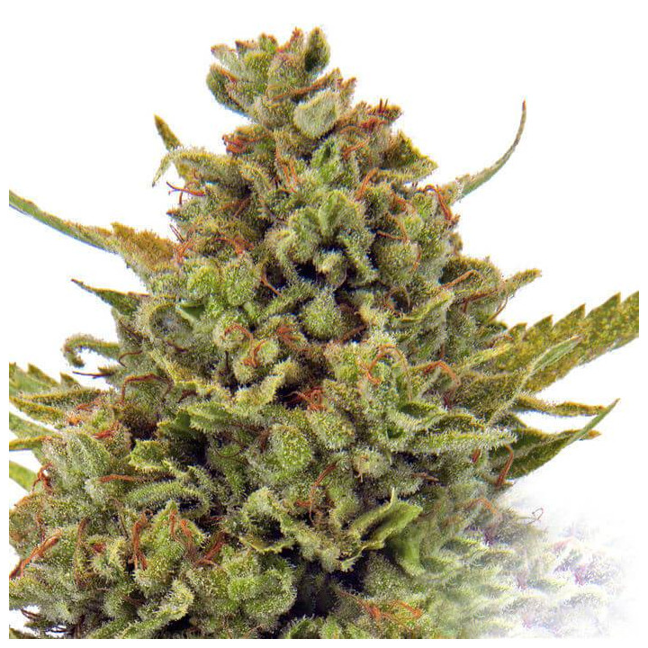Acapulco Gold (Barney´s Farm)