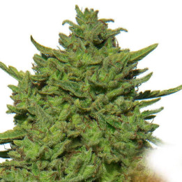 Amnesia Lemon (Barney´s Farm)
