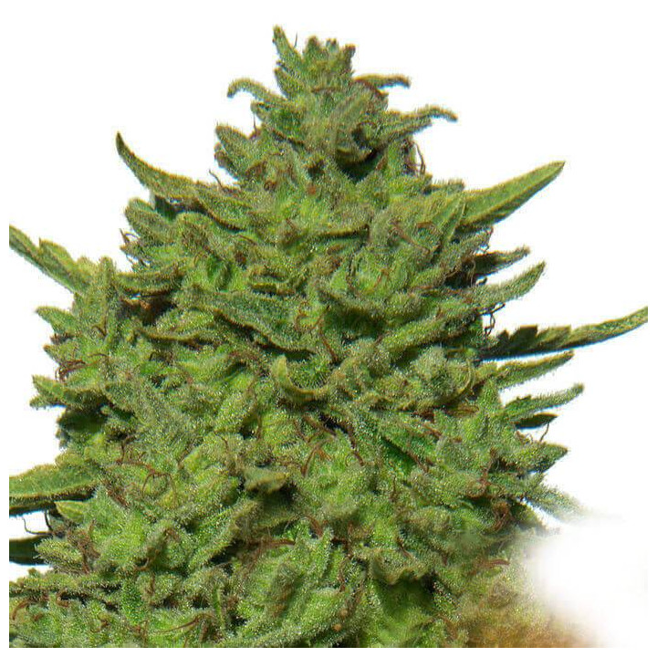 Amnesia Lemon (Barney´s Farm)