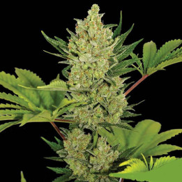 Blue Cheese Auto (Barney´s Farm)