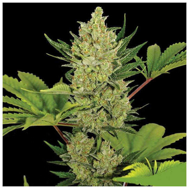 Blue Cheese Auto (Barney´s Farm)