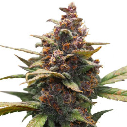 Ayahuasca Purple (Barney´s Farm)