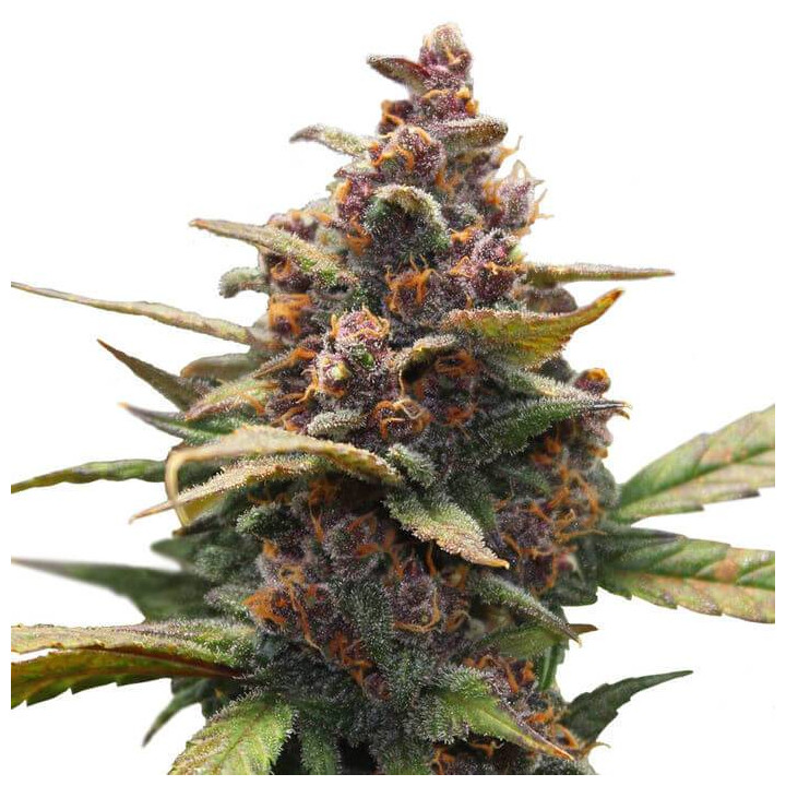 Ayahuasca Purple (Barney´s Farm)