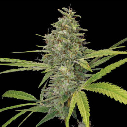 G13 Haze (Barney´s Farm)