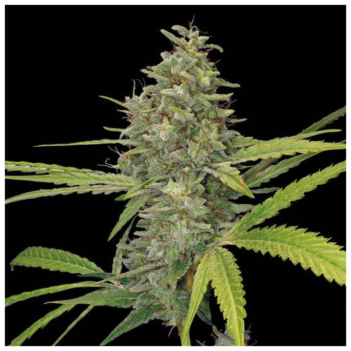 G13 Haze (Barney´s Farm)