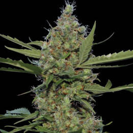 Laughing Buddha (Barney´s Farm)