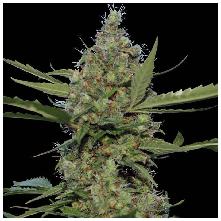 Laughing Buddha (Barney´s Farm)