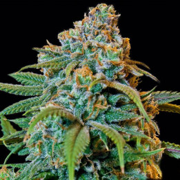 Liberty Haze (Barney´s Farm)