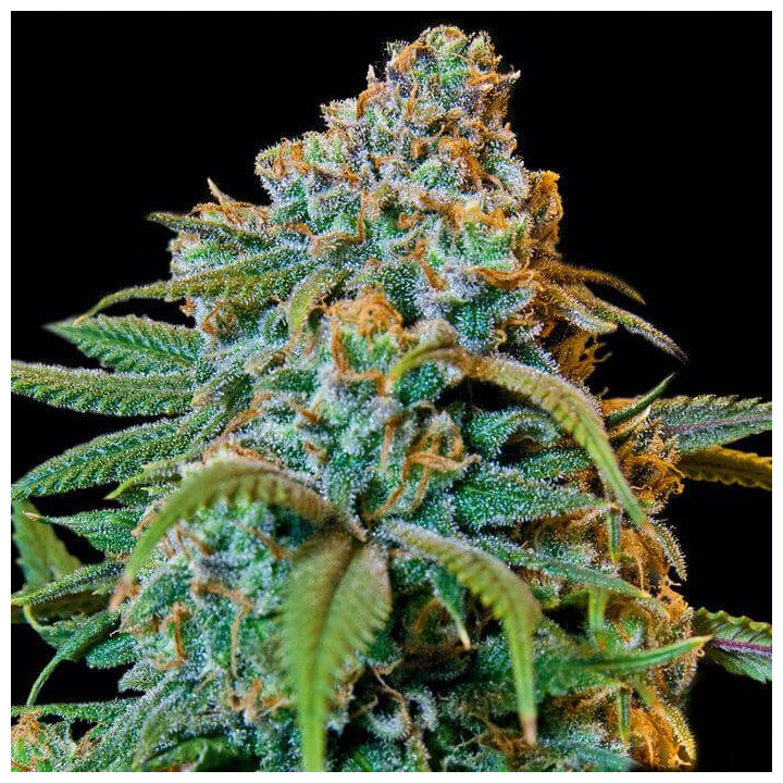 Liberty Haze (Barney´s Farm)
