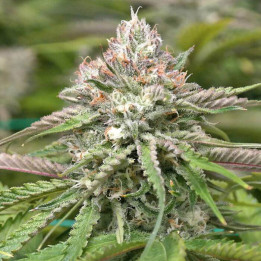 Peyote Cookies (Barney´s Farm)