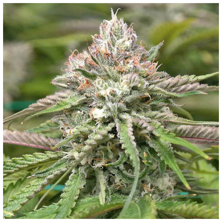 Peyote Cookies (Barney´s Farm)