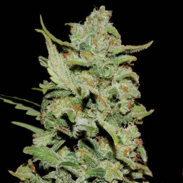 Peyote Critical (Barney´s Farm)