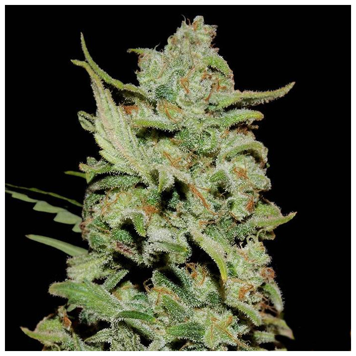 Peyote Critical (Barney´s Farm)