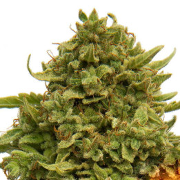 Pineapple Chunk (Barney´s Farm)